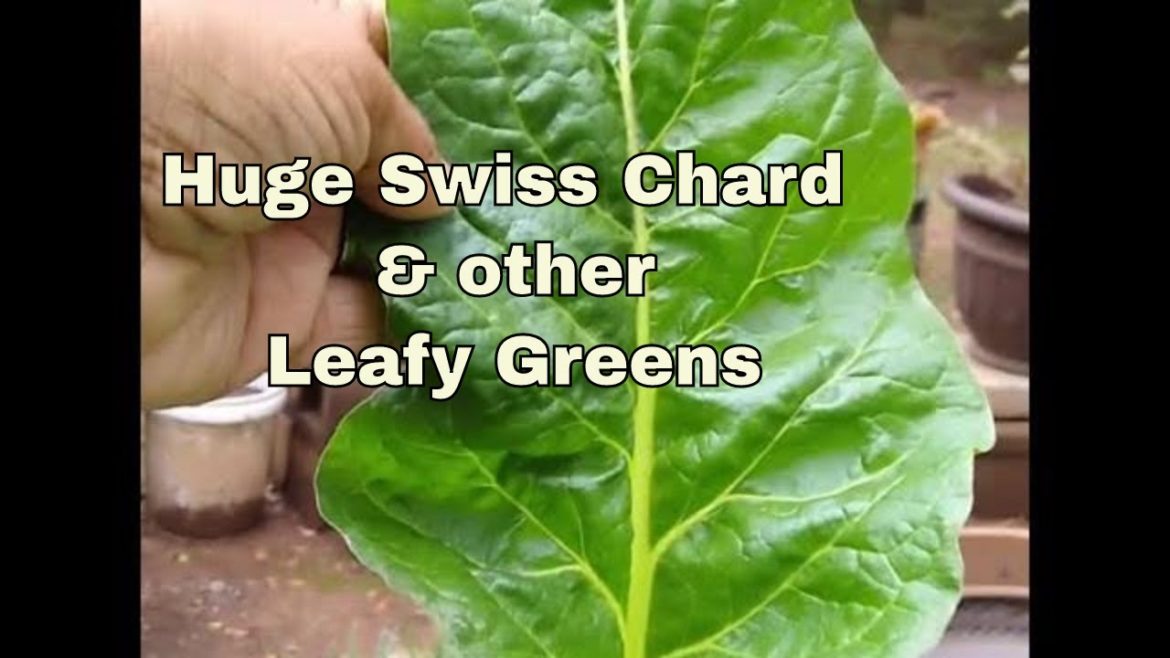 In the Garden - Container Garden- My Swiss Chard, Spinach, etc