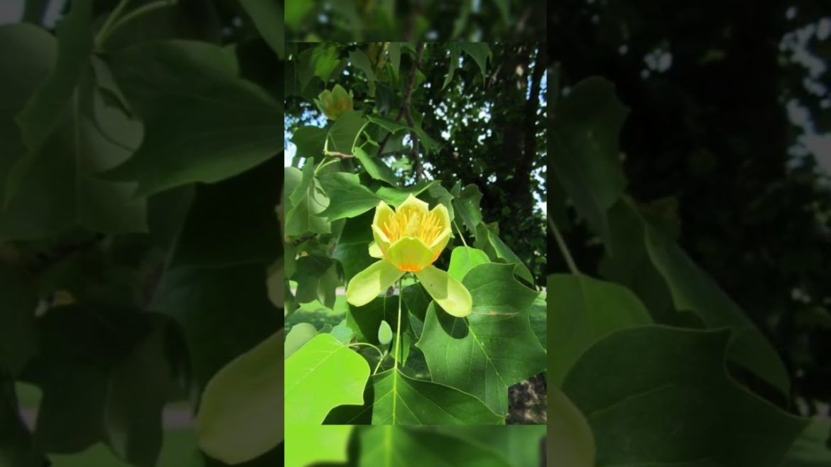Liriodendron tulipifera flowers, beautiful flowers #shorts #youtubeshorts