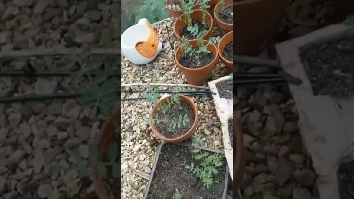 Chickpea update, they look good but is it worth it? 😂🤔 #chickpea #chickpeas #growth #update #prog