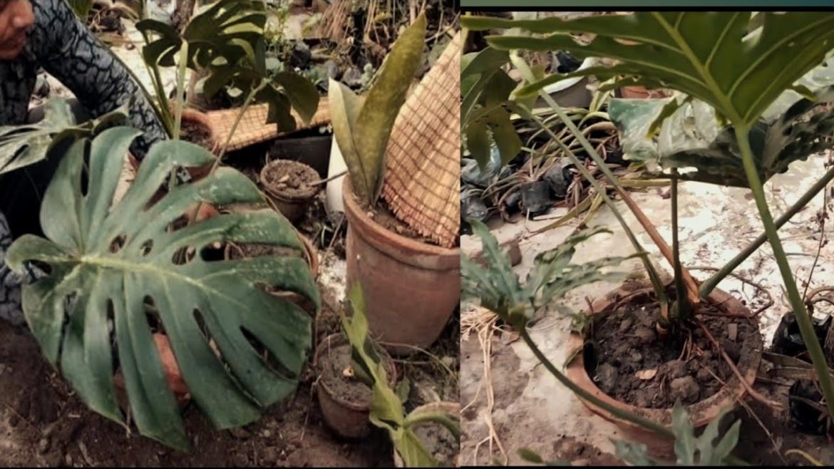 How to planed a plant || In a best way How to planed a plant || In a best way
