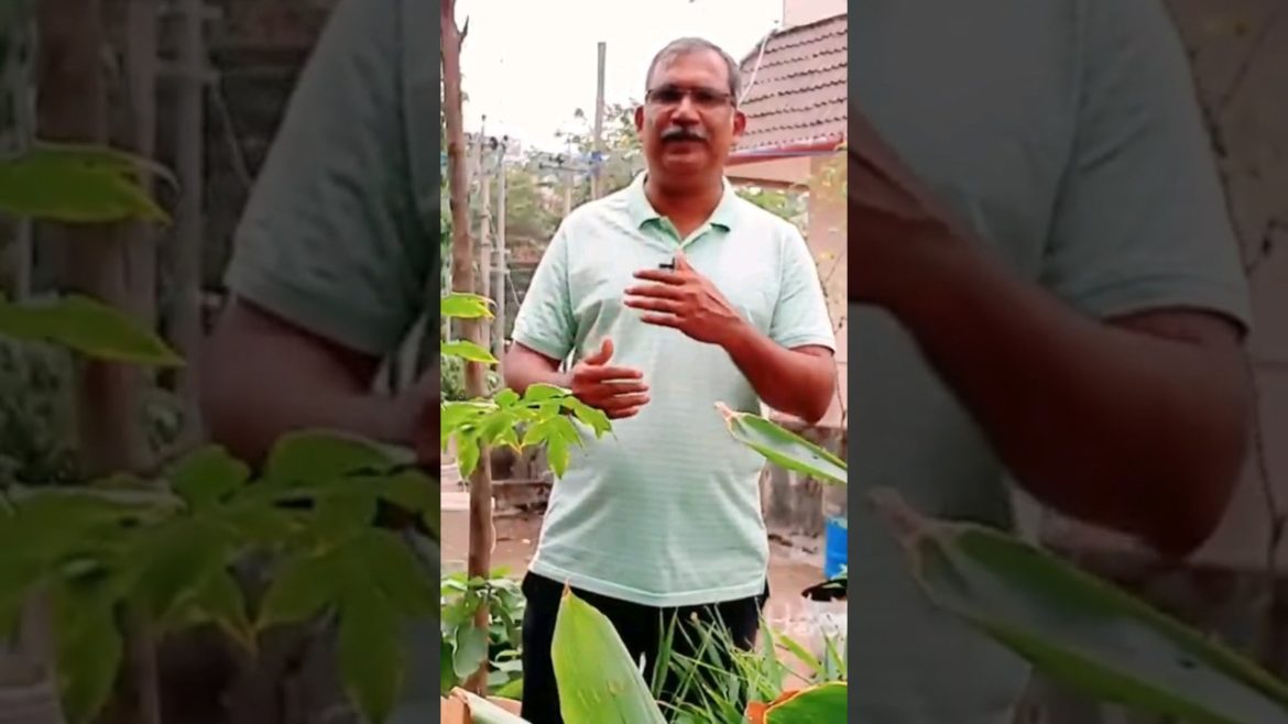 Potting Mix | നടീൽ മിശ്രിതം... വേനൽക്കാല കൃഷിക്ക്  #usefulsnippets #krishitips #gardentips #shorts