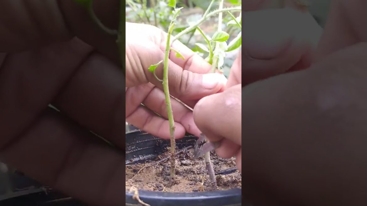 tometo growing | tometo grafting #trending #shorts #plants #greennature #gardening #seed #viral