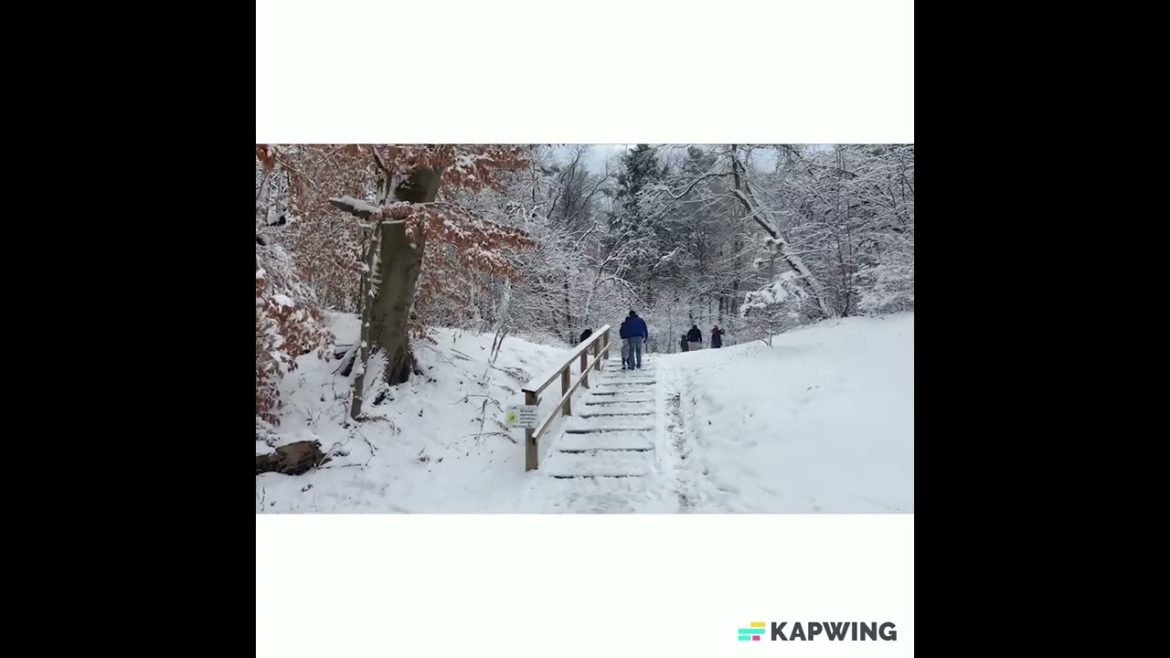 Garden covered with snow in winter