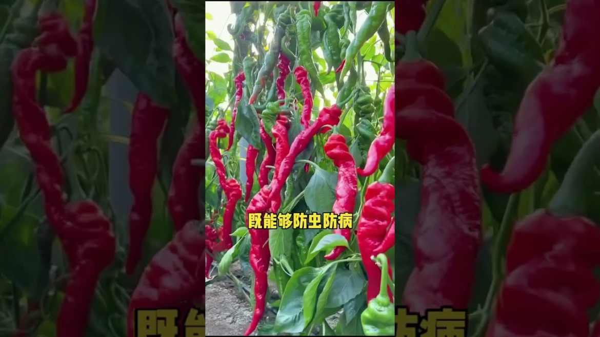 how to growing vegetable #natural #satisfying