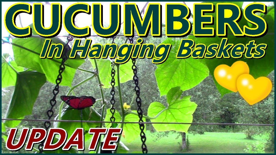 Hanging Basket Cucumbers Update | Self Watering Container Gardening
