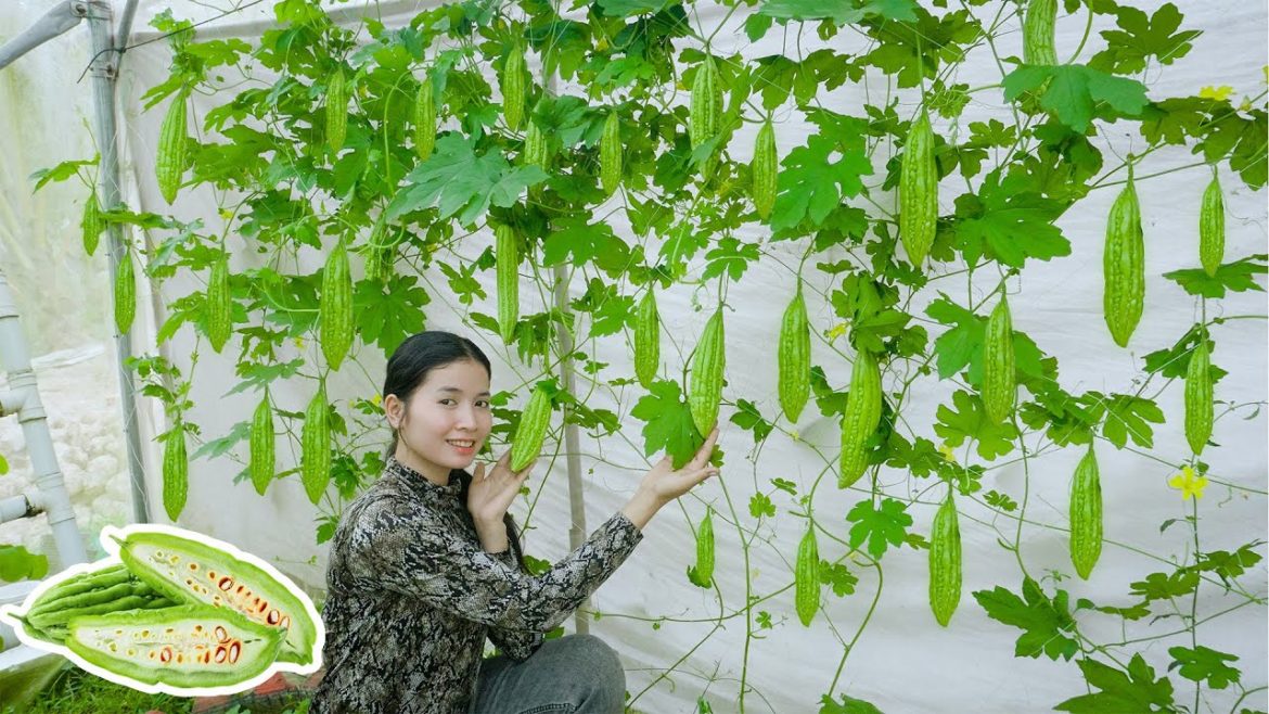 Creative ideas so easy to grow bitter melon in plastic Old car tires and give so Many fruits Creative ideas so easy to grow bitter melon in plastic Old car tires and give so Many fruits