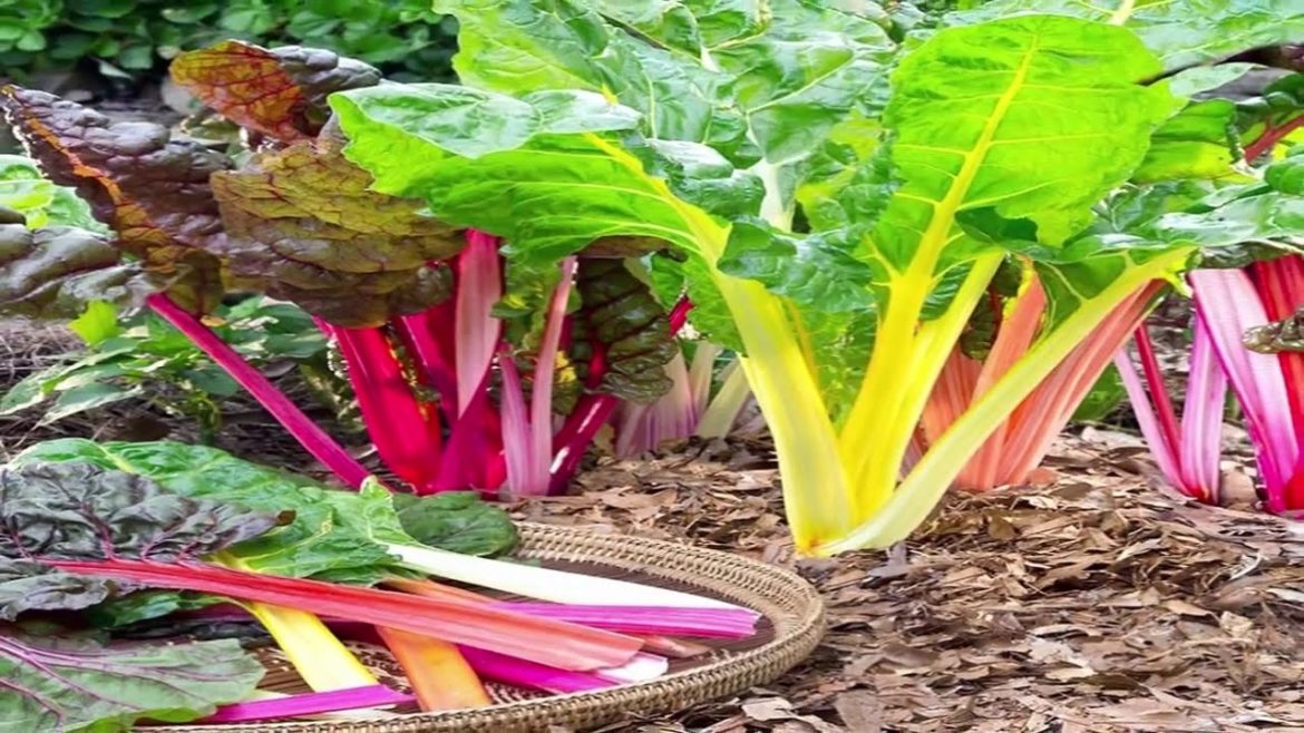 Vegetable seeds Recommended To  sow in March -  Gardening Tips