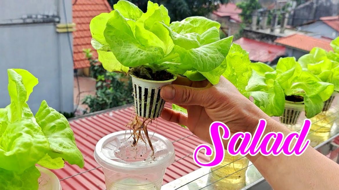 Growing vegetables without soil on the balcony of the house is wonderful