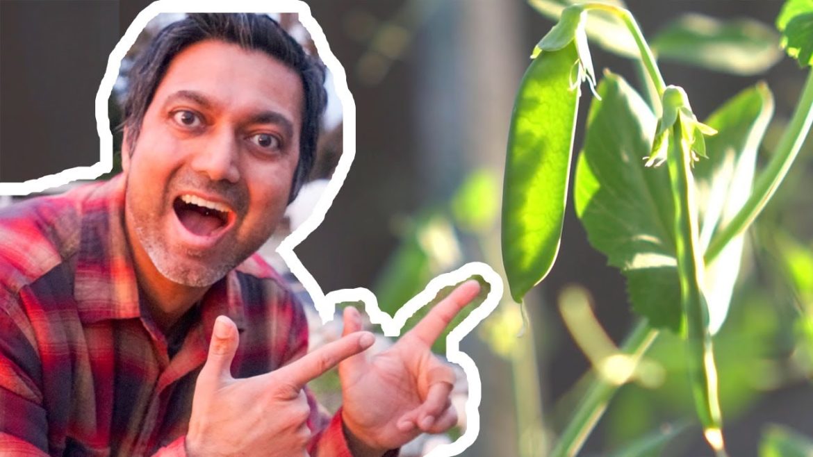 Plants You Can Grow in January