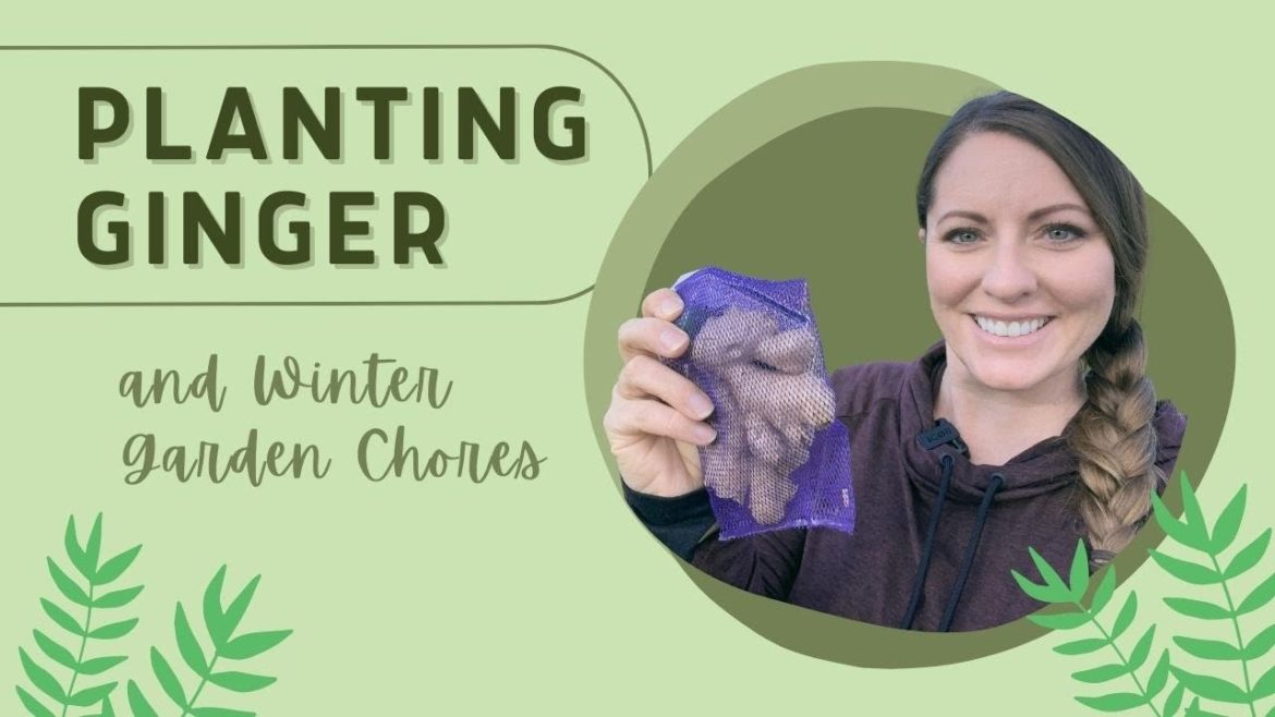 Planting Ginger & Winter Garden Chores | Garden Chores For Winter Planting Ginger & Winter Garden Chores | Garden Chores For Winter