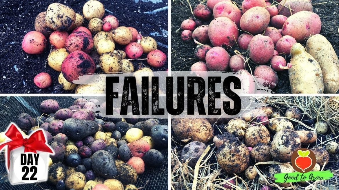 Failure This Year: POTATOES?! An Opportunity to Learn – and It's DAY 22 of Our 31 Days of Giving Failure This Year: POTATOES?! An Opportunity to Learn - and It's DAY 22 of Our 31 Days of Giving