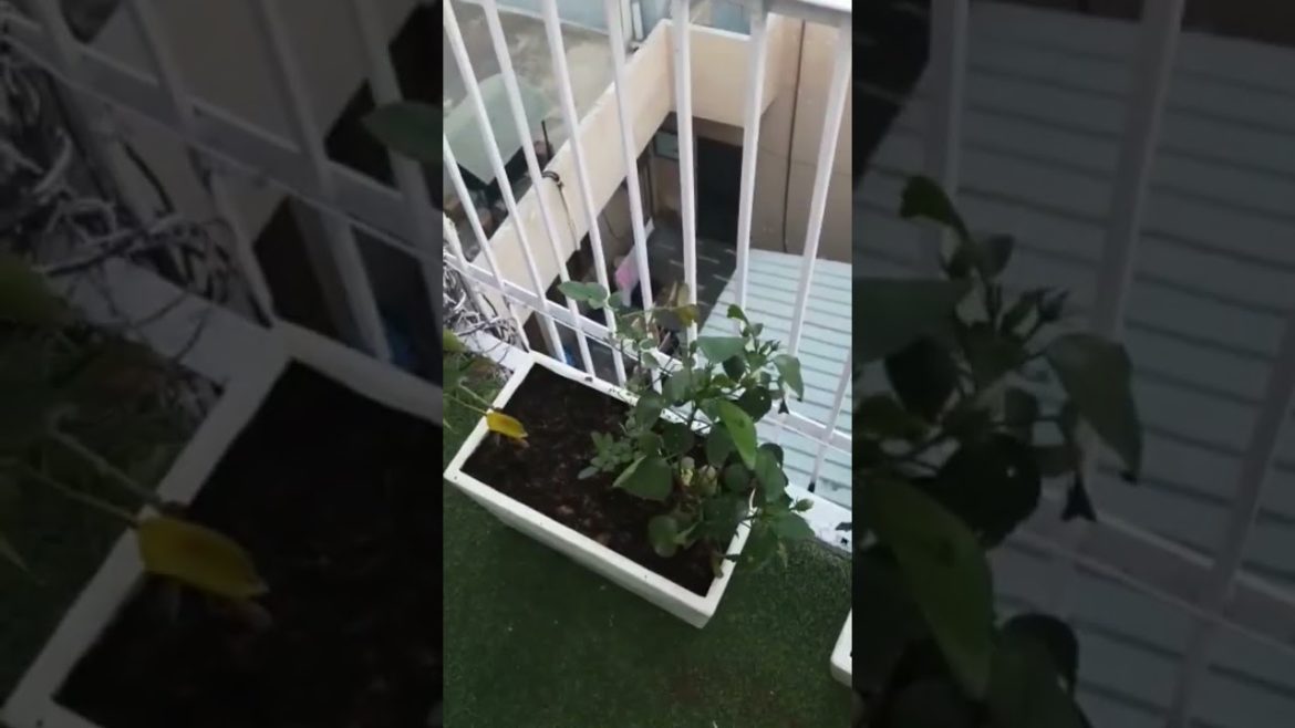 Flowers #plants #houseplants #flowers #rose #hibiscus #floweringplants #terracegarden #gardening