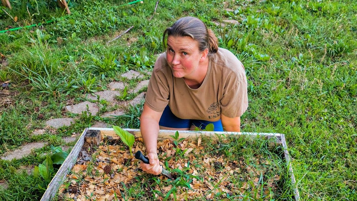 The King of the Garden Tools (Hori Knife Review) The King of the Garden Tools (Hori Knife Review)