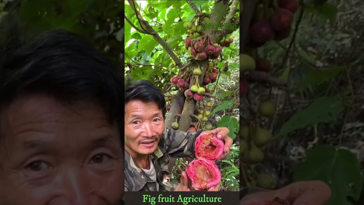 Fig fruit Agriculture Technology #fig #figfruit #harvesting #agriculture #shorts #ytshorts #farming Fig fruit Agriculture Technology #fig #figfruit #harvesting #agriculture #shorts #ytshorts #farming