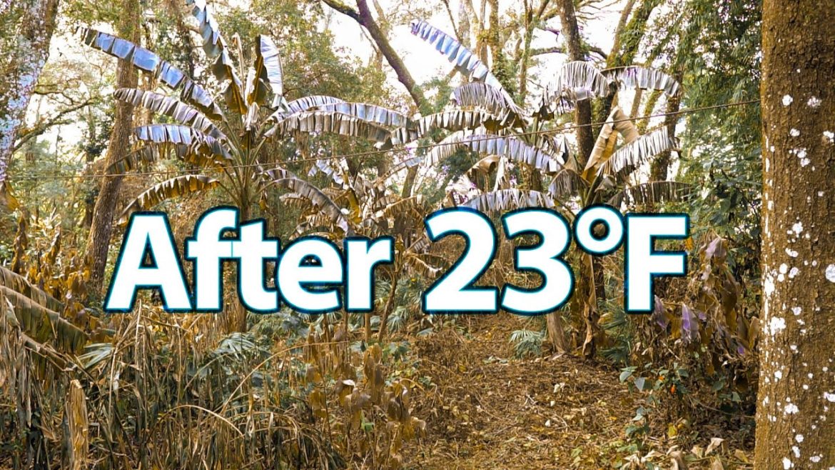 Major Freeze Damage on Our Farm after 23°F and then 25°F 🥶 Major Freeze Damage on Our Farm after 23°F and then 25°F 🥶