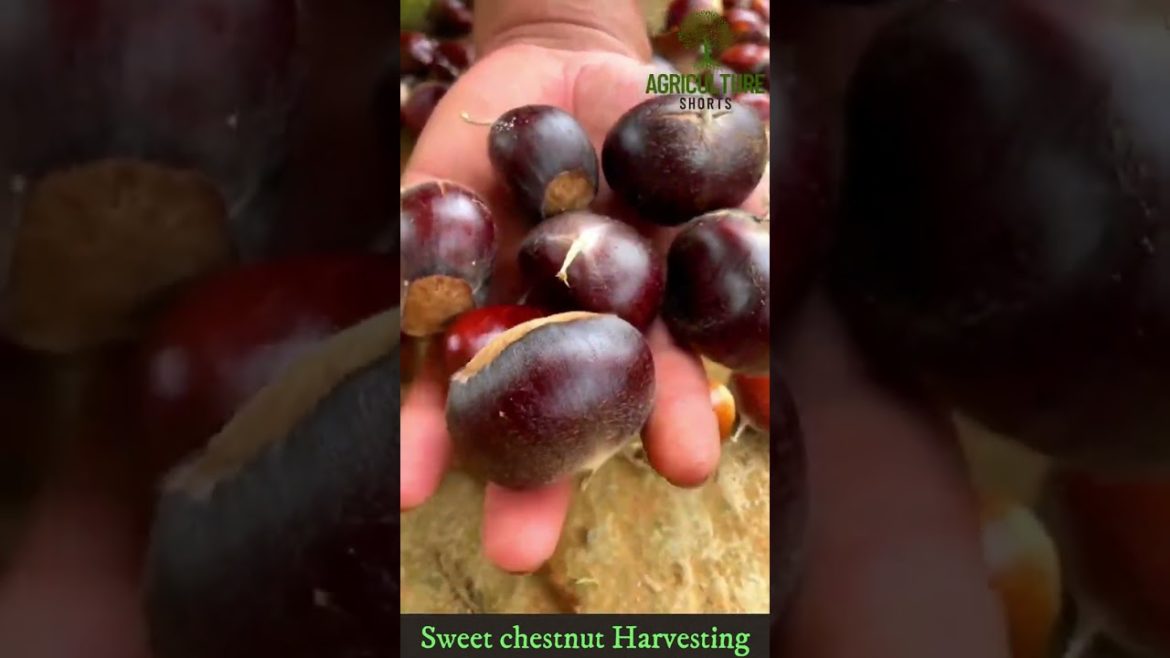 Sweet chestnut Harvesting Modern Agriculture Technology #chestnut #chestnutharvest #sweetchestnut Sweet chestnut Harvesting Modern Agriculture Technology #chestnut #chestnutharvest #sweetchestnut