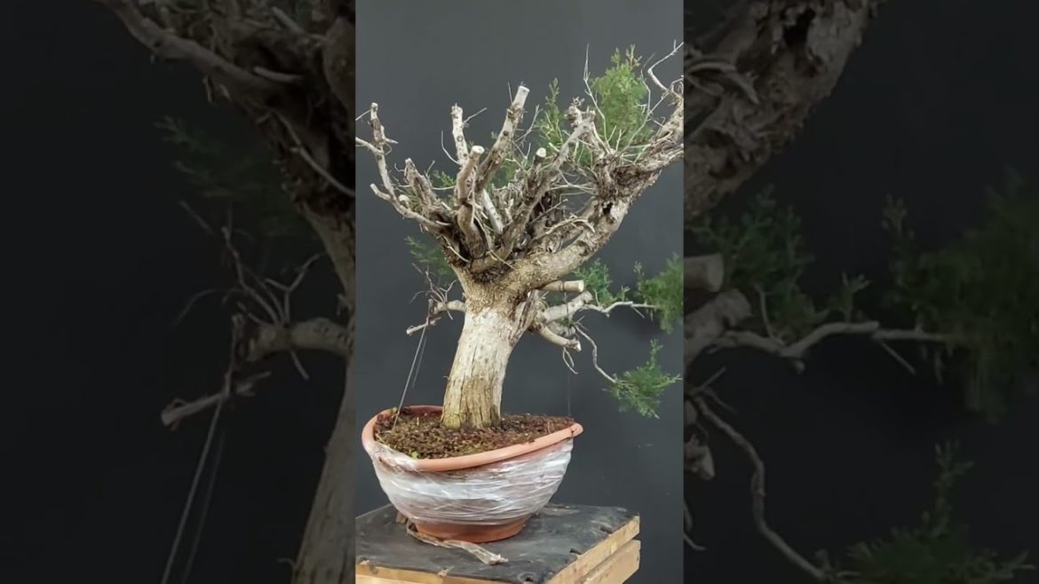 Trasformazione pre bonsai di provenienza yamadori