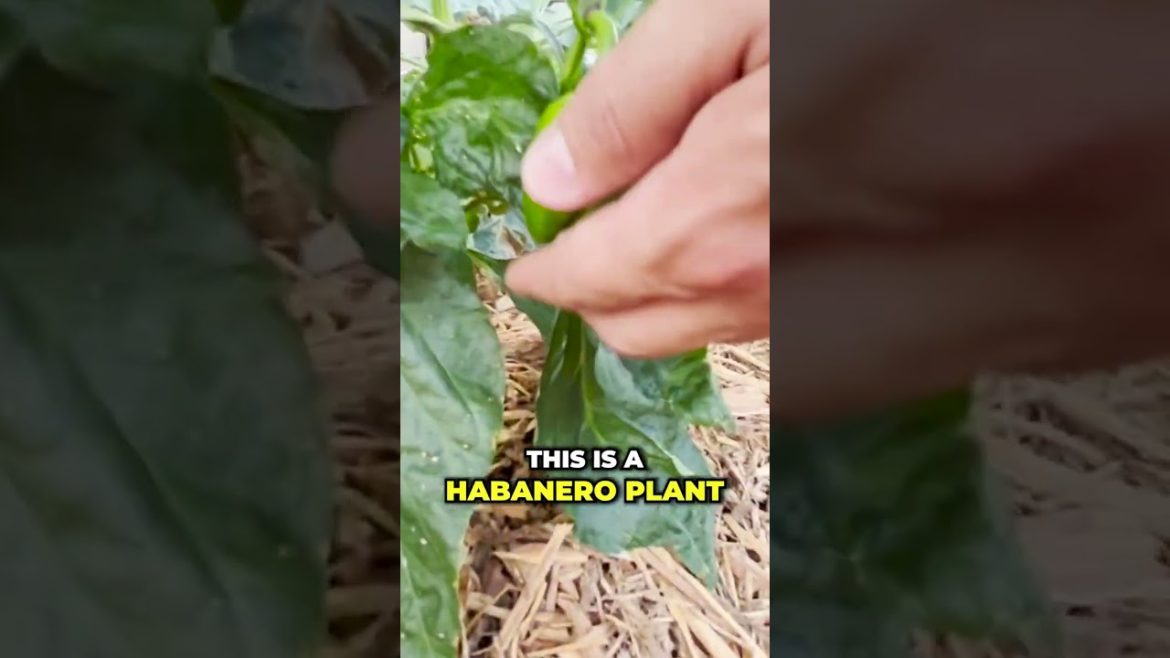 Millionaire’s vegetable indoor gardening 2023 #Shorts #garden #indoorgardening Millionaire’s vegetable indoor gardening 2023 #Shorts #garden #indoorgardening