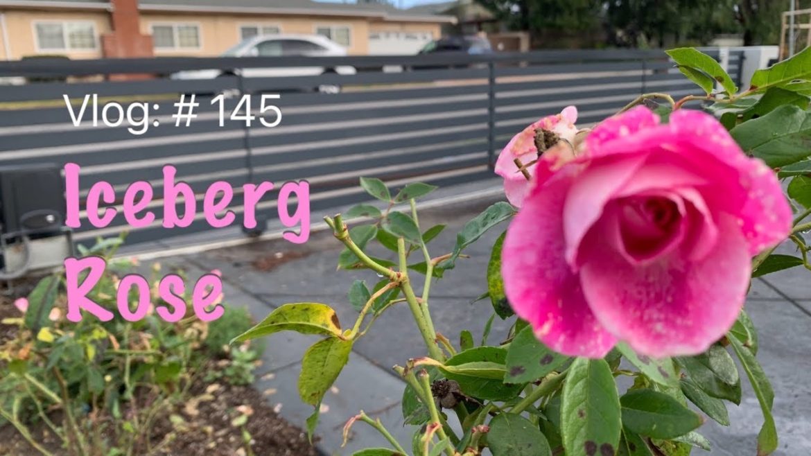 Visiting MARTINEZ NURSERY” to buy some more iceberg roses.
