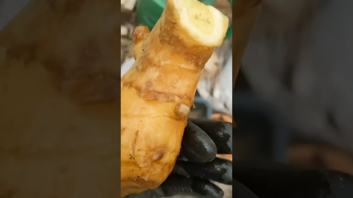 Ginger Update (aka how NOT to grow ginger π
π
#ginger #not #fail #hownotto #advice #hints #learn # Ginger Update (aka how NOT to grow ginger π
π
#ginger #not #fail #hownotto #advice #hints #learn #