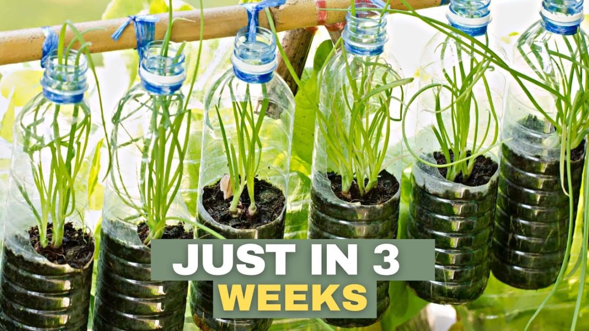 growing onions from recycled plastic bottles || Planted in sand, Leaves grow too fast growing onions from recycled plastic bottles || Planted in sand, Leaves grow too fast