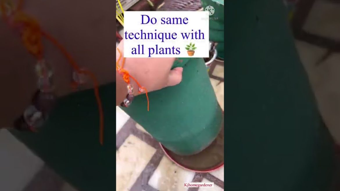 Gardening tips #2 for moonsoon