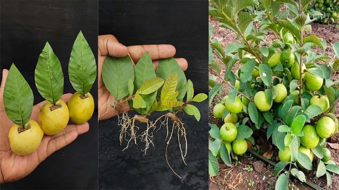 How To Grow Guava Tree Small Cutting with Leaf (100% Success)