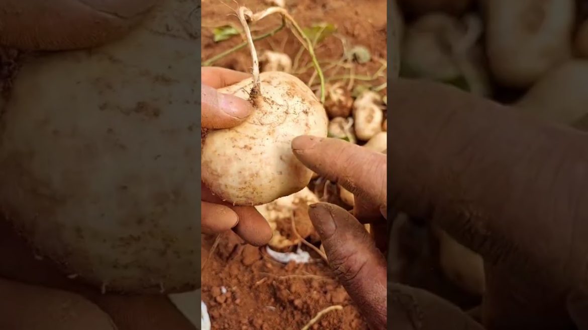 Yam bean tuber farm