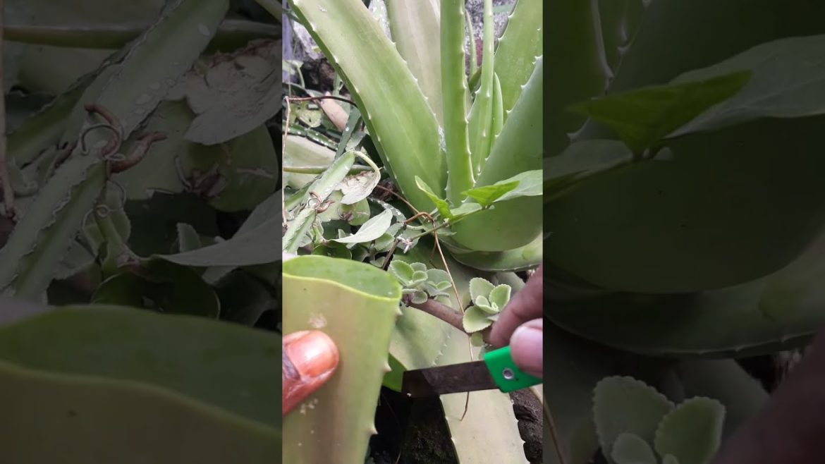|கற்றாழைச் செடியின் நன்மையும் அதன் பயன்களும்|aloe vera plants gardening ideas,gardening tips