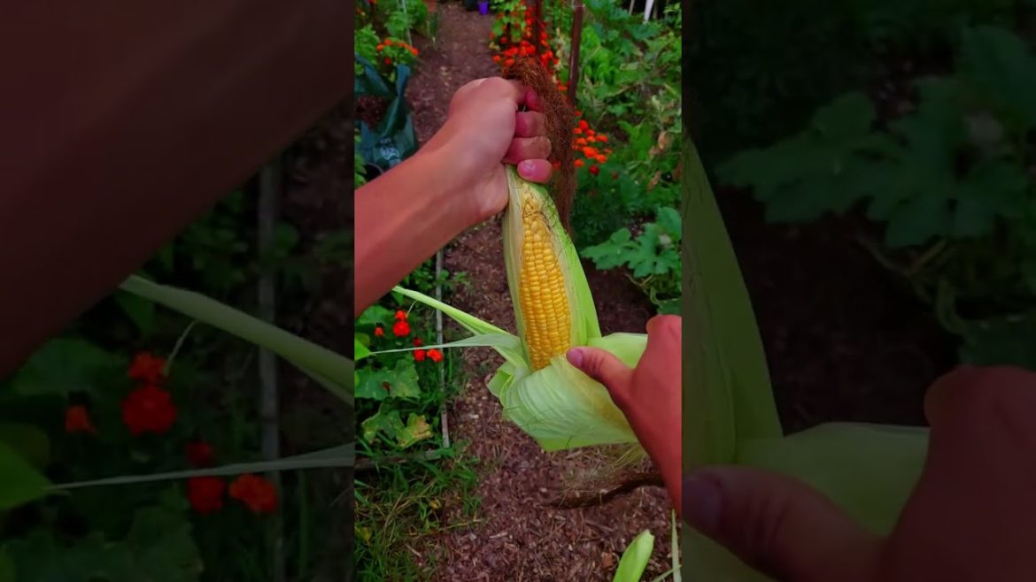 How to Tell when Corn🌽 is Ripe for Harvest #shorts