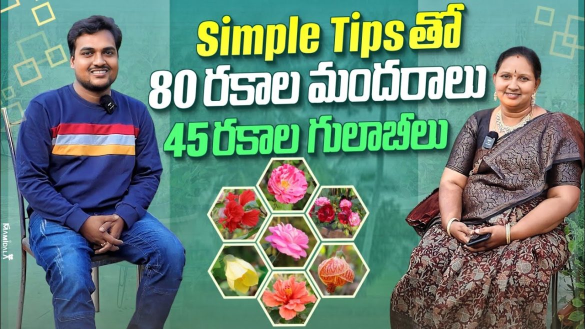 ఇలా చేస్తే మందారాలు, గులాబీలు చక్కగా పూస్తాయి, Tips to grow Hibiscus & Rose