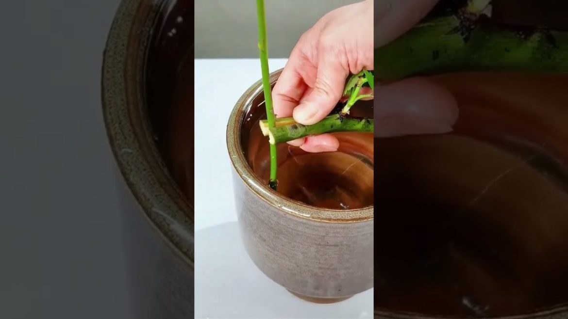 How To Easily Arrange Flowers in a Vase: Hydroponics & Gardening Tips #shorts #hydroponics