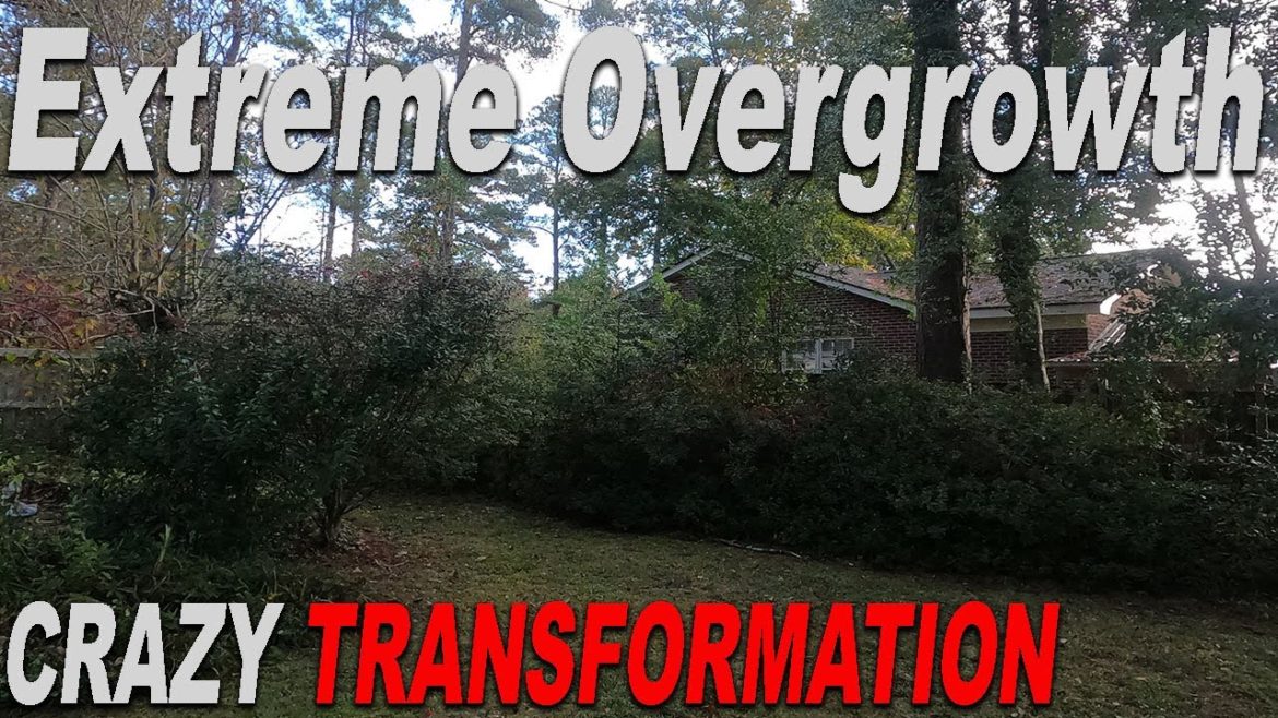 Epic Transformation of this Homeowners Backyard