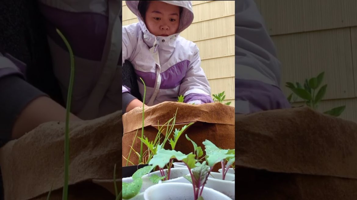 Urban container gardening 🌧 planting seedlings on a rainy day (ASMR)