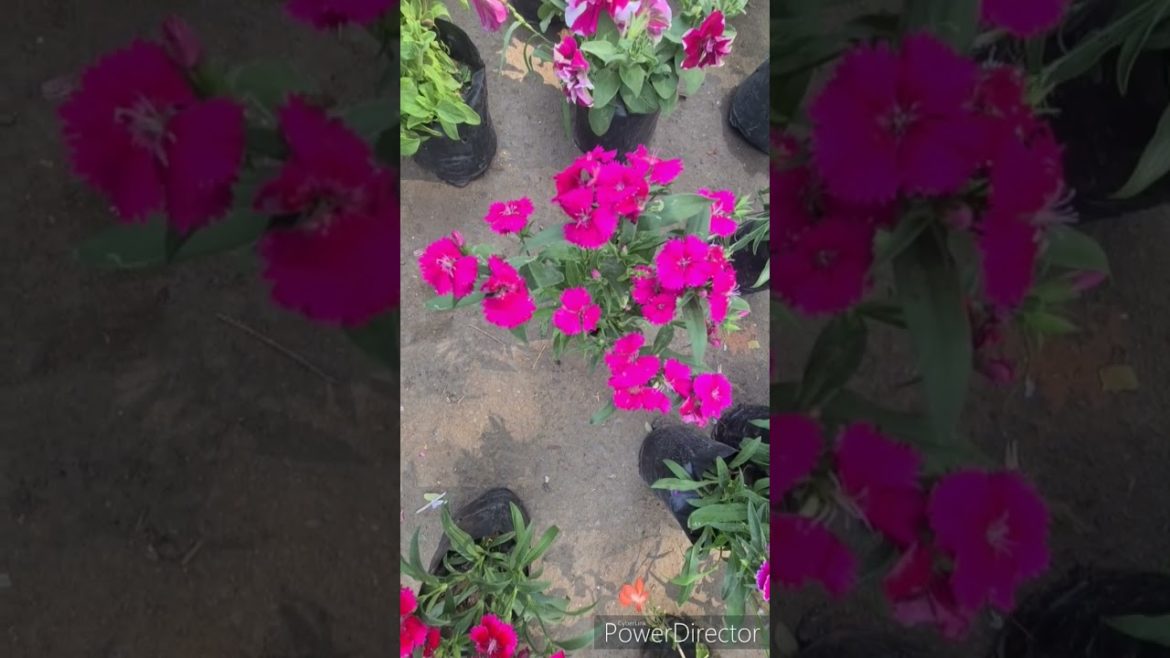 Awsom Pencil Cutter Flower ||Carnation Flower||#shorts #shortsvideo #flowers #pencil cutter flower