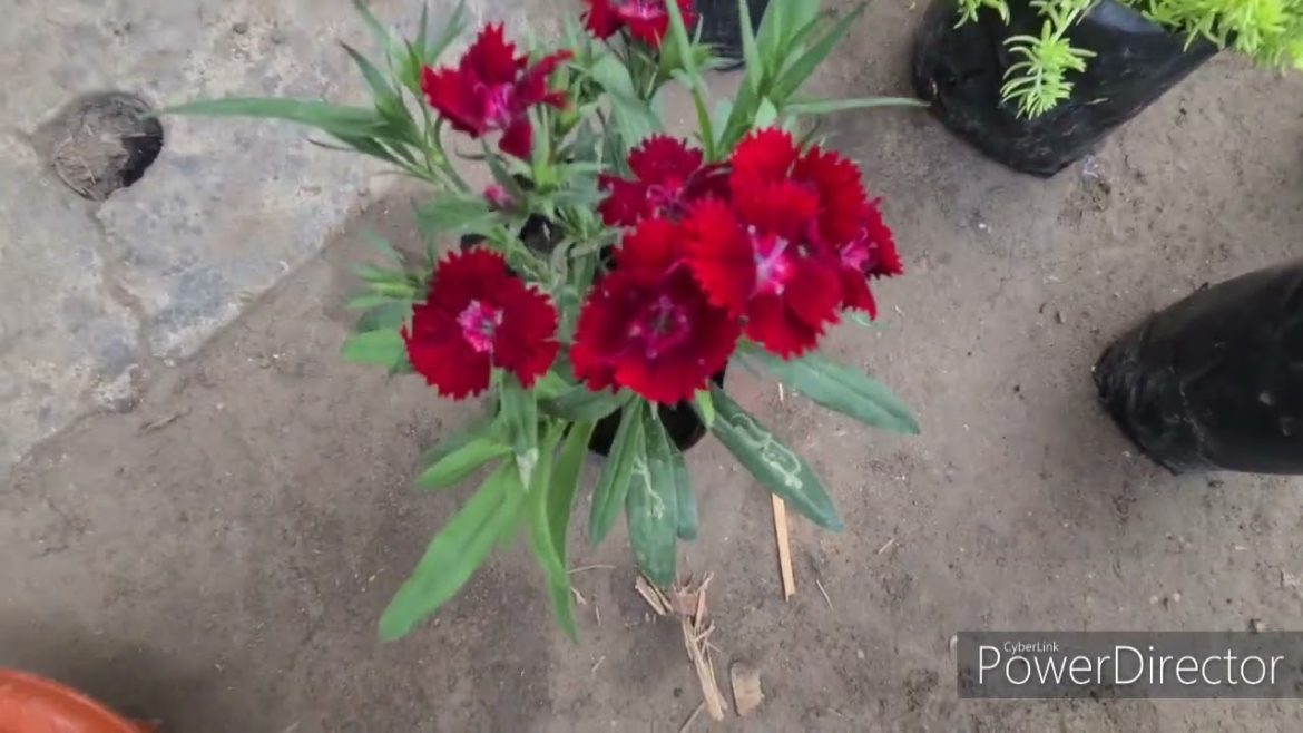 Awsom Pencil Cutter Flower 3||Carnation Flower||#shorts #shortsvideo #flowers #pencil cutter flower