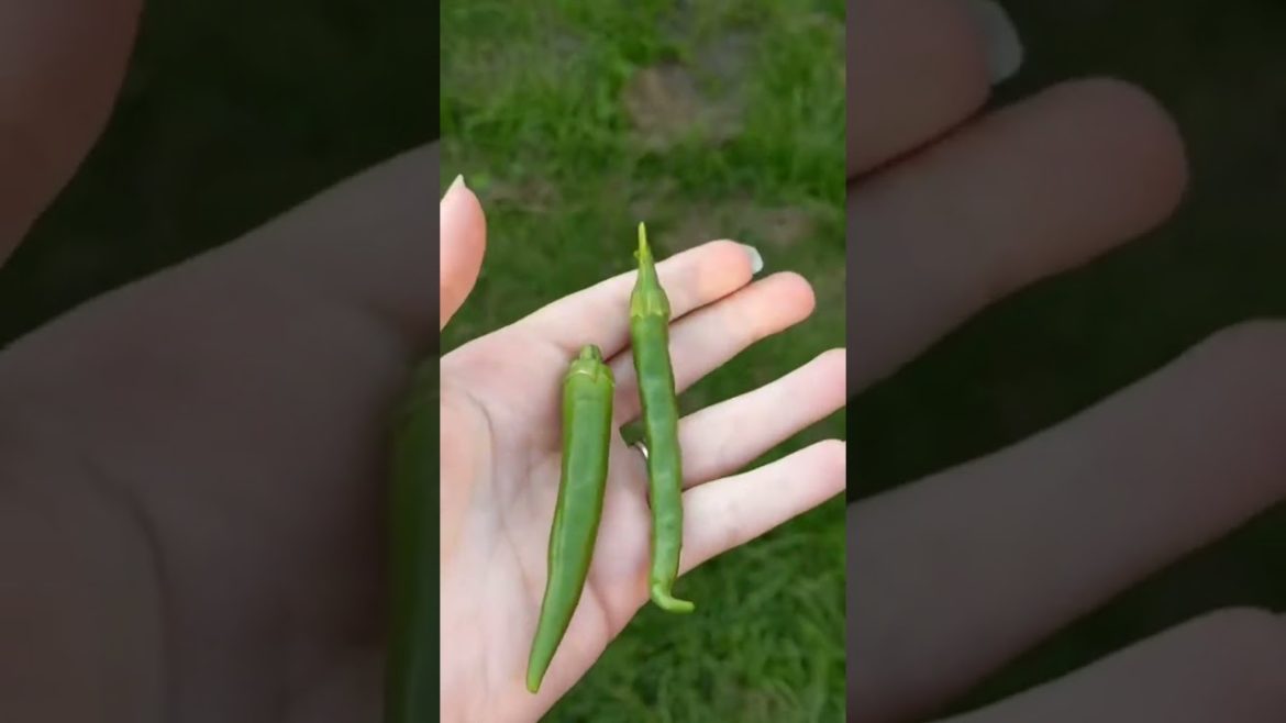 Eating my Chili peppers 🌶️😋 Bao bun taste test #bao #baobun #baobuns #chili #chilipeppers #chilip