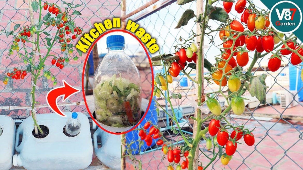How to Grow Tomato in Containers Using Kitchen Waste