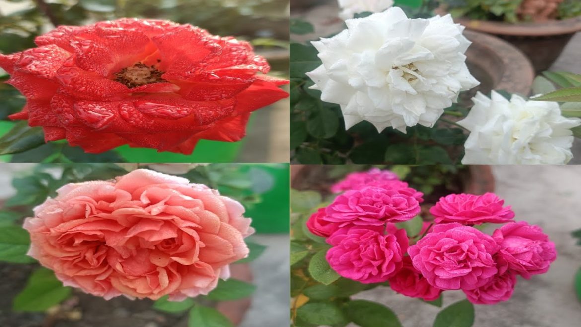 TOP 5 ROSE GARDENING SECRET TIPS!! Rose Fertilizer And Care Tips!!