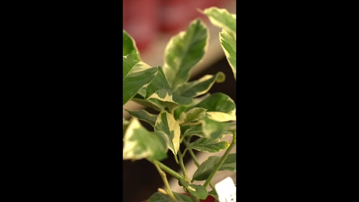 Variegated Pink Eureka Lemon Tree