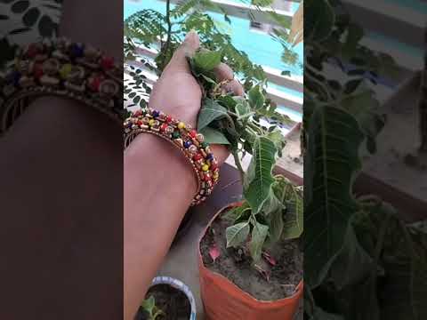 How to Gardener: Tips for A Successful Garden How to Gardener: Tips for A Successful Garden