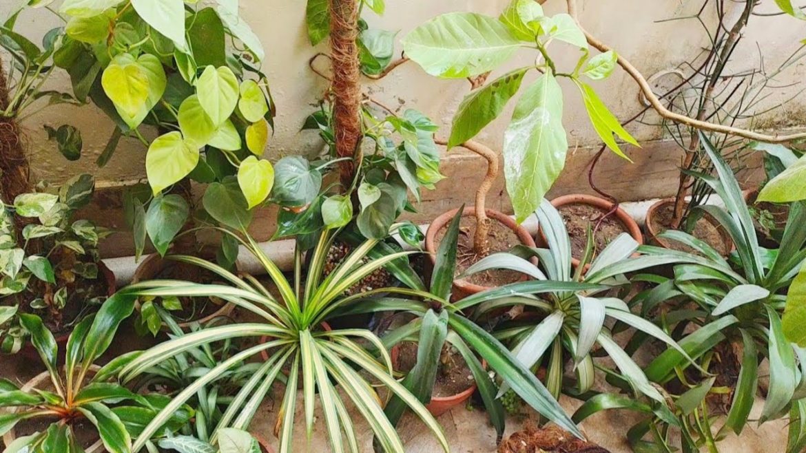 New Year & New Plans For My Garden | Urdu/Hindi