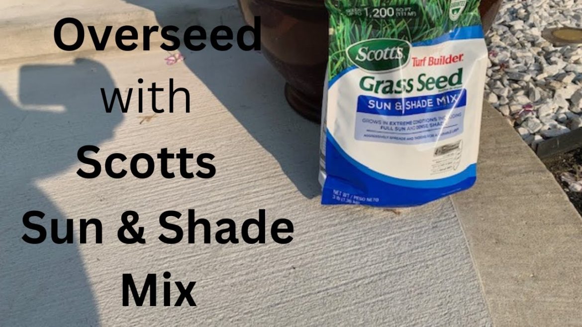 Overseed with Scotts Sun & Shade Mix (Whitley & Chill Season 3, Episode 10) Overseed with Scotts Sun & Shade Mix (Whitley & Chill Season 3, Episode 10)