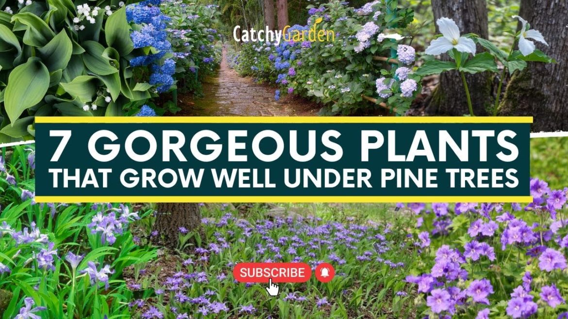 7 Gorgeous Plants That Grow Well Under Pine Trees 🌸🌲🌷 // #gardeningtips