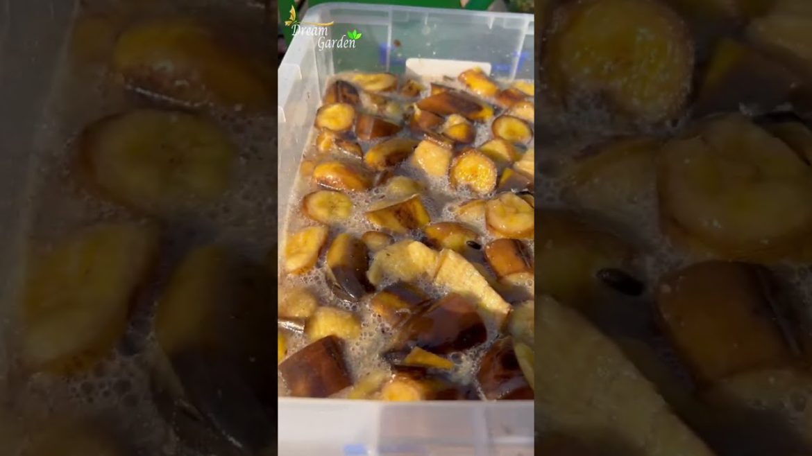 You will never throw away spoiled bananas after watching this | @dreamgarden88 #shorts #trending You will never throw away spoiled bananas after watching this | @dreamgarden88 #shorts #trending