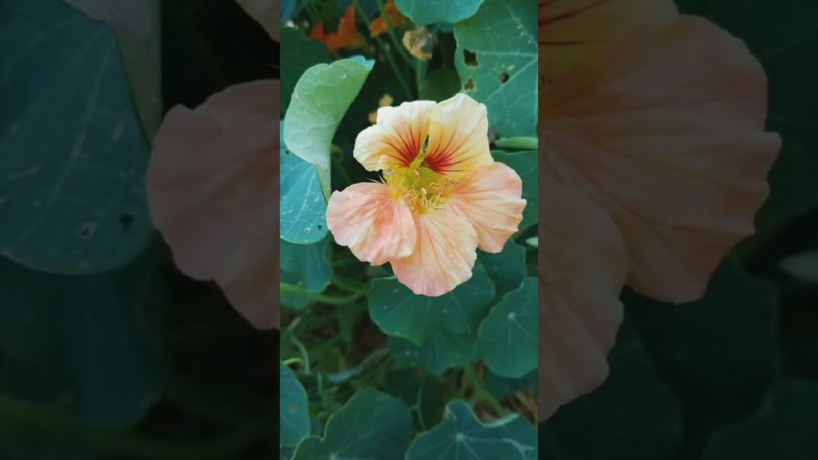 Nasturtiums: From Garden to Medicine Cabinet - Learn How to Use this Edible and Herbal Flower.
