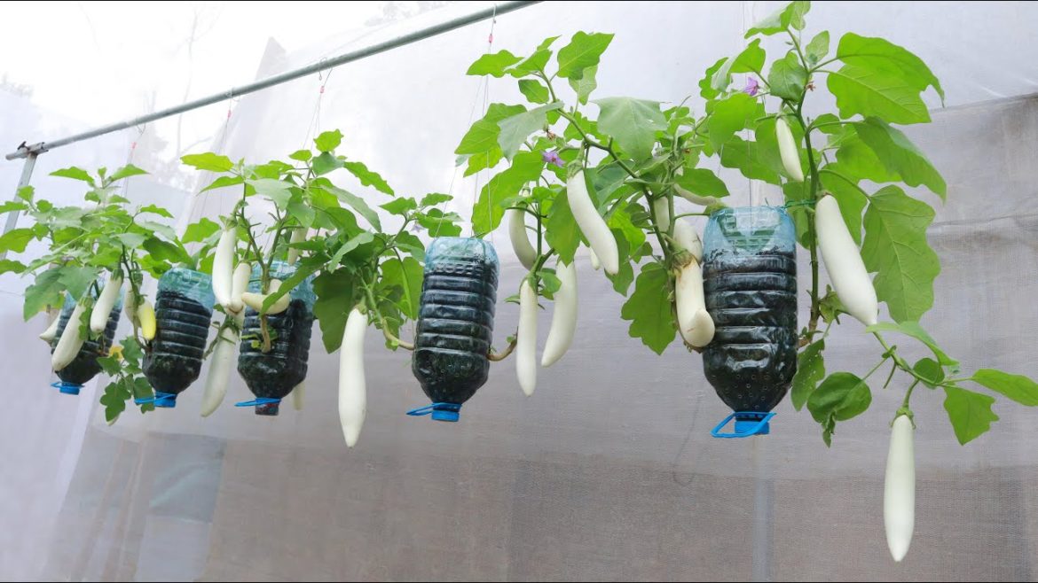 Tips for growing white eggplant hanging plastic bottles for many fruits - Harvest many times
