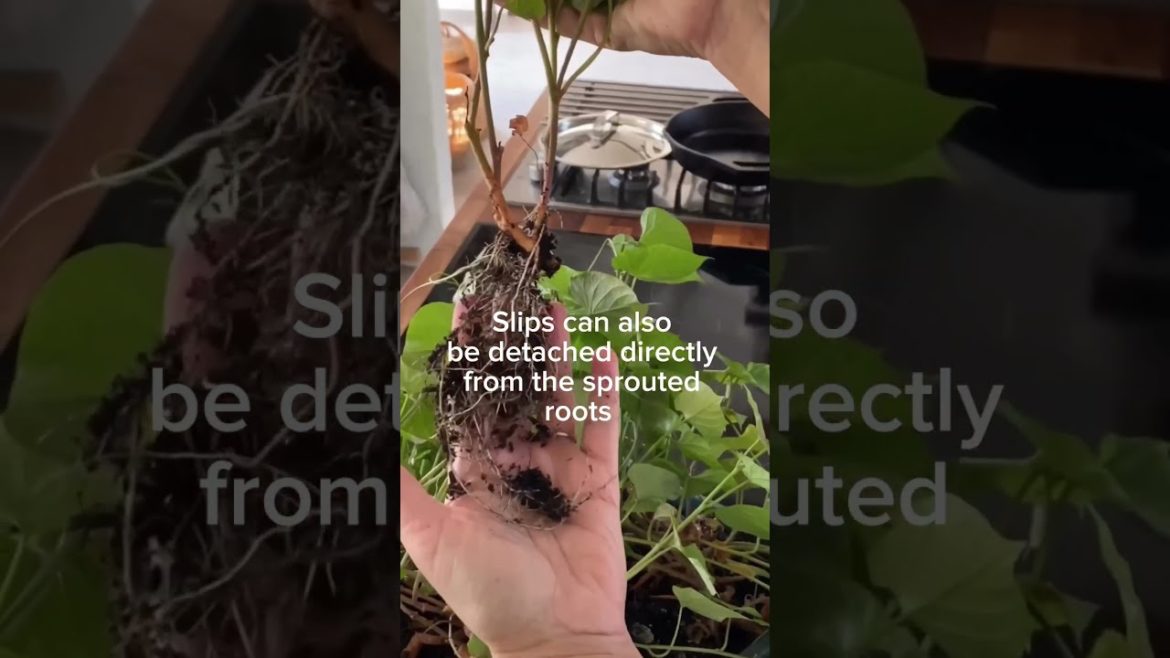 Sweet Potatoes For Leaves Slips and Tubers #shorts #gardening