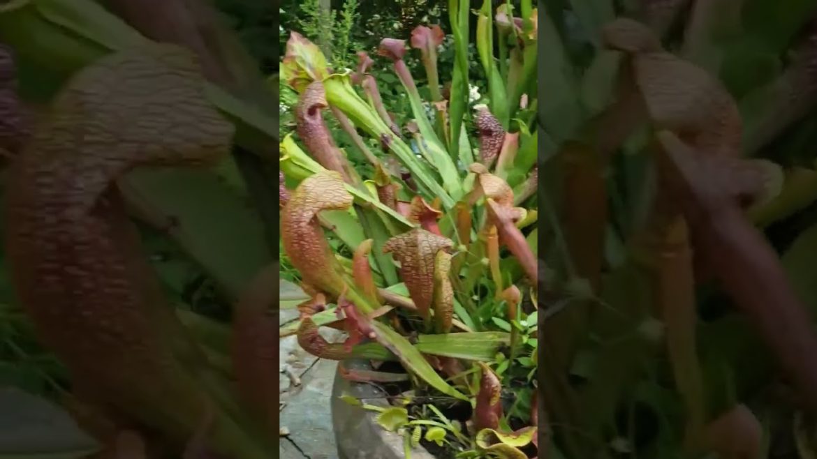 Unusual #containergardening | #shorts #rareplants #plants #pitcherplant