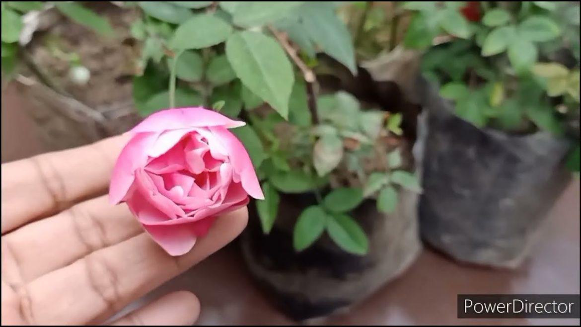 Growing Rose from cuttings ? Watch this video how it can flower in 3 months